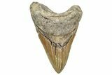Serrated, Fossil Megalodon Tooth - North Carolina #328429-1